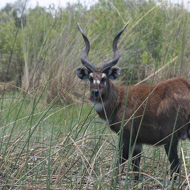 Lake Bogoria Game Reserve