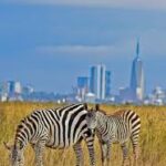 zebra