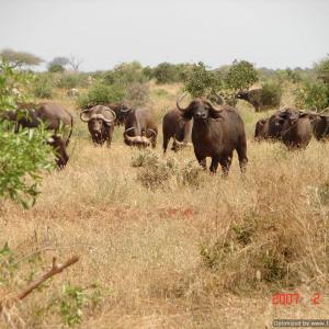 Large game reserves