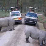 Rhino
