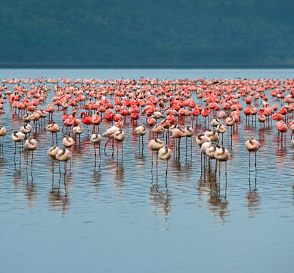 Lake Nakuru National Park