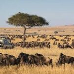 masai mara